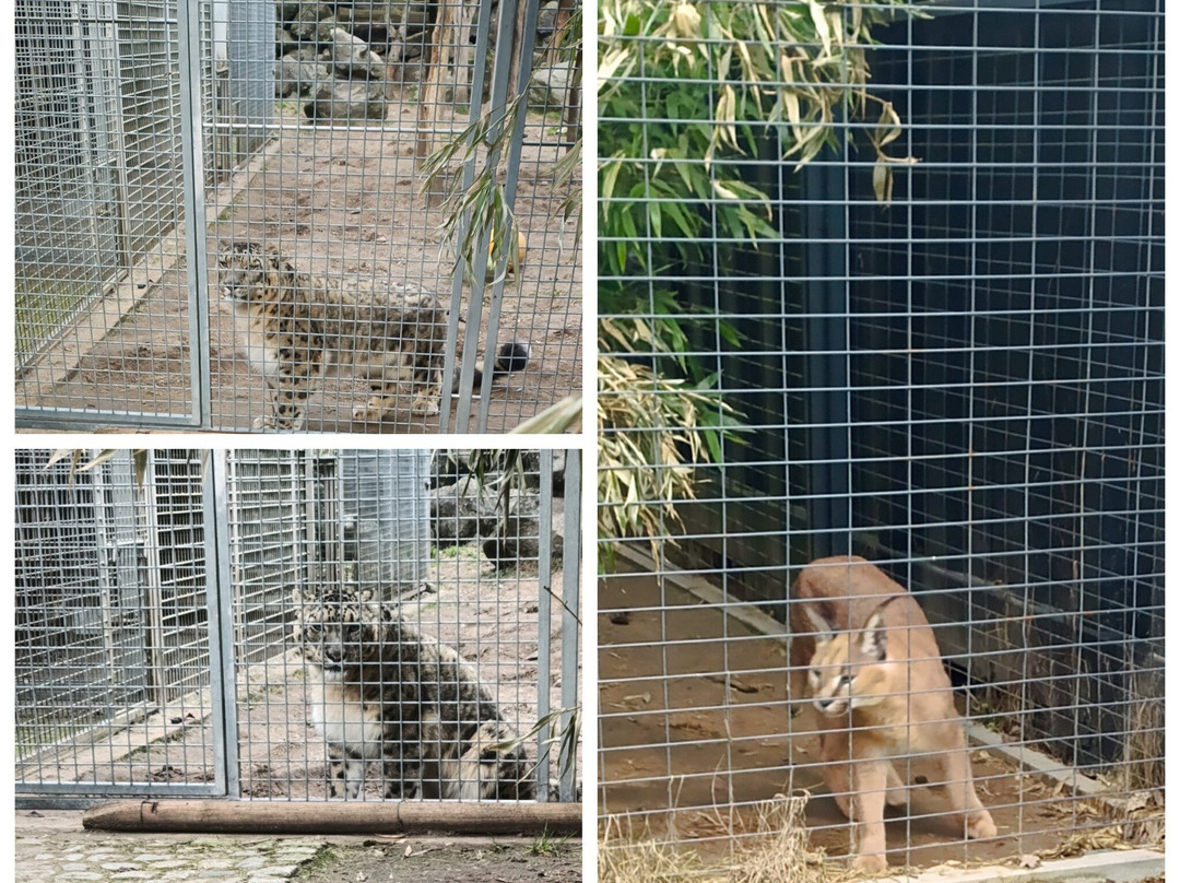 Wildkatzenzentrum Felidae景点图片