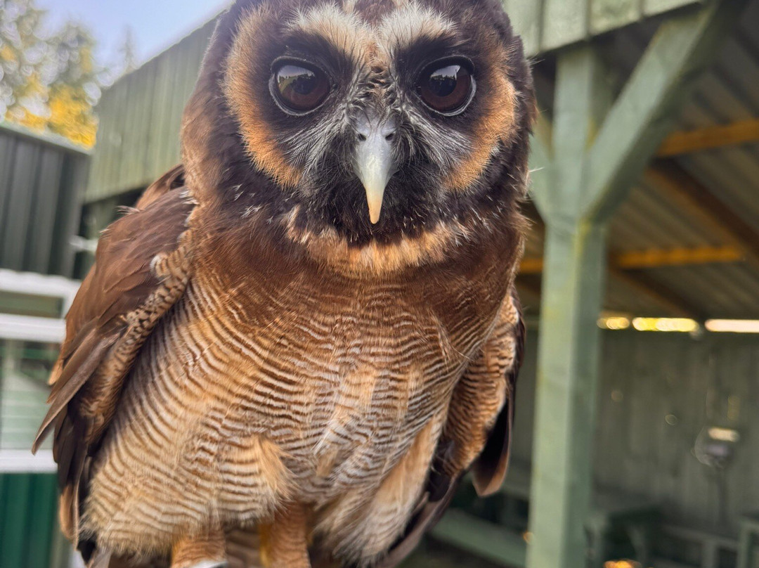 Falconry Days景点图片