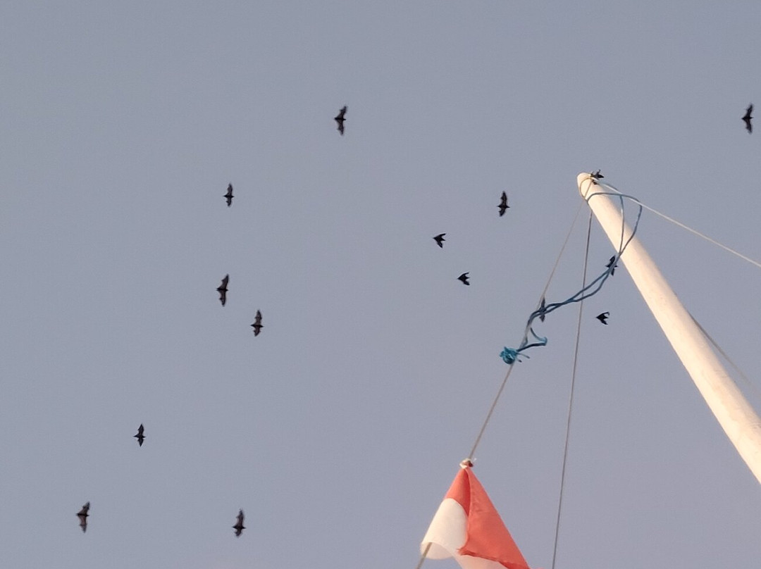 Kalong (Flying Foxes) Island景点图片