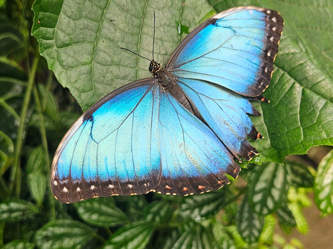 Magic of Life Butterfly House-Cwmbrwyno必去景点