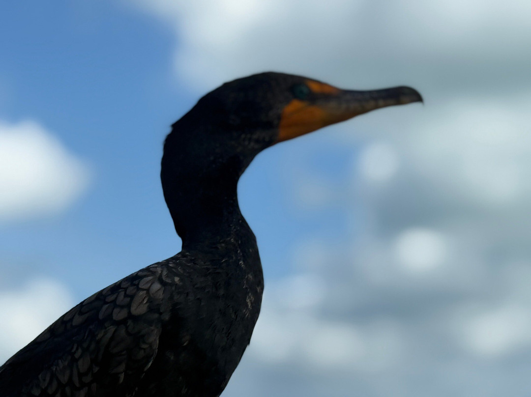 Río Lagartos Experience By Jorge N-里奥拉加托斯必去景点