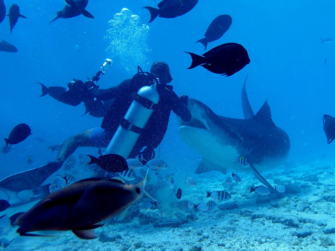 Pelagic Divers Fuvahmulah景点图片