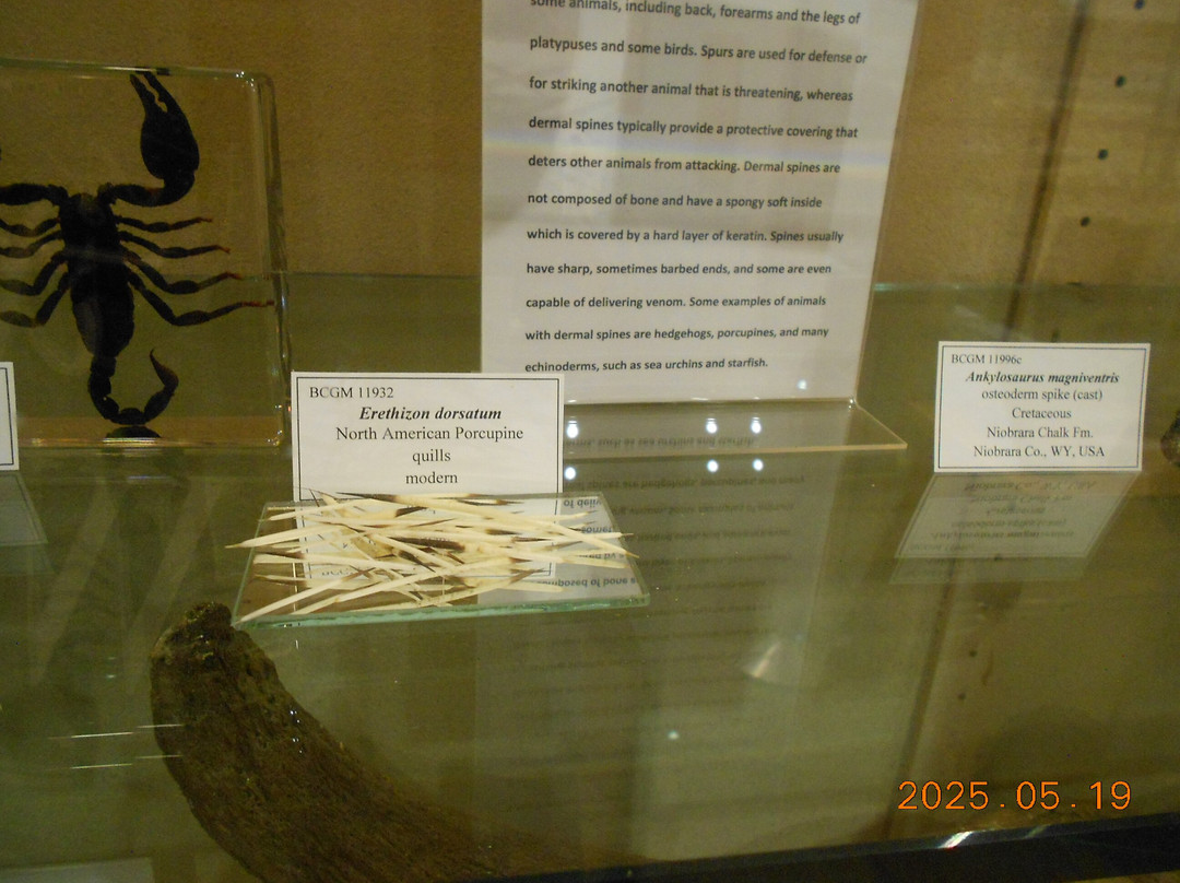 Bob Campbell Geology Museum-克莱姆森必去景点