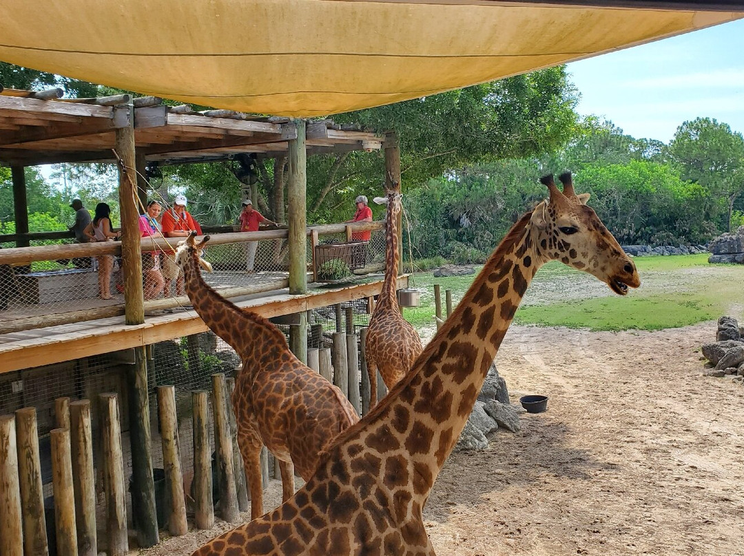 Brevard Zoo景点图片
