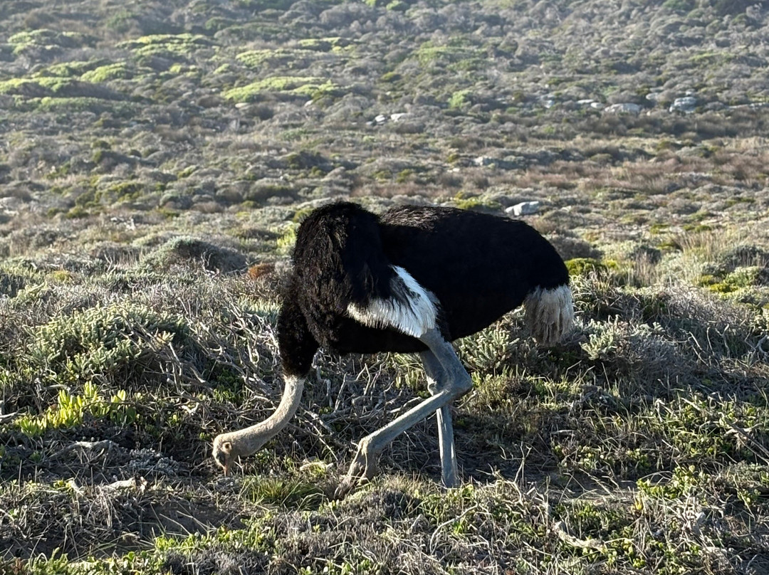 Cape Tours With Mac-开普敦中心区必去景点