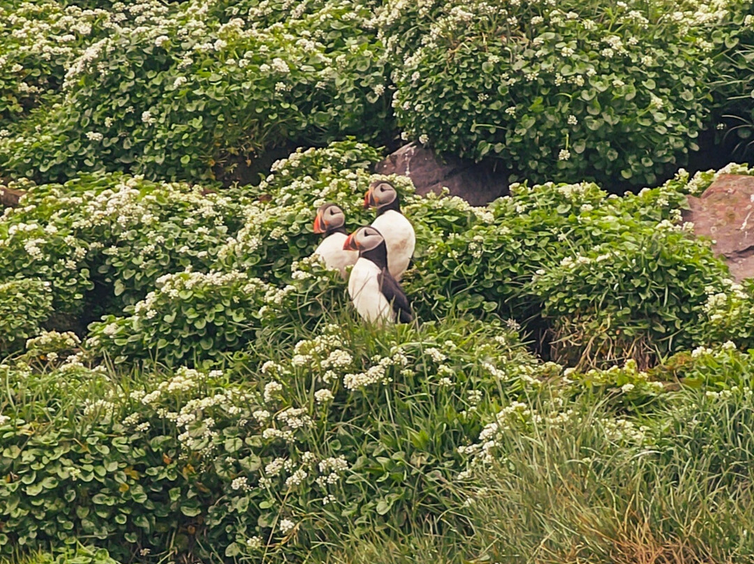 Voxey Trips-Djupivogur必去景点