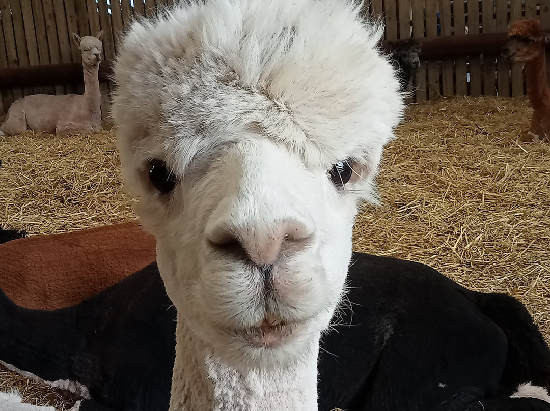 Pembrokeshire Alpaca Trekking景点图片