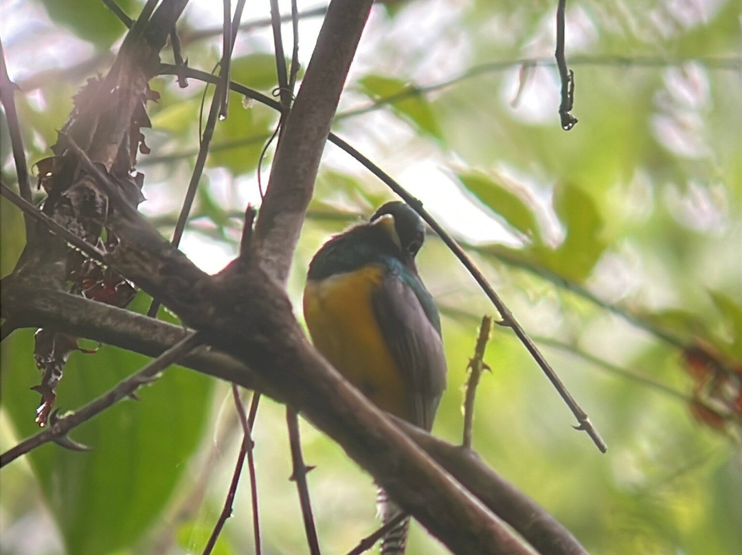 Birding Pipeline Panama-甘博阿必去景点