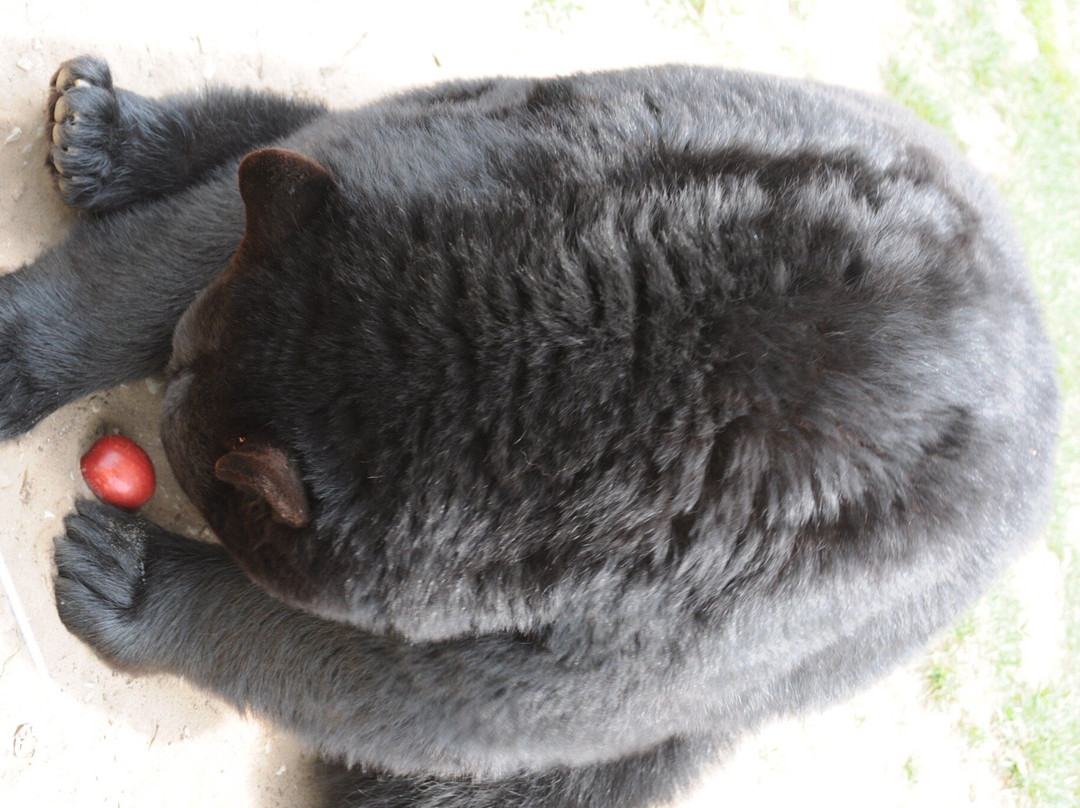 Oswald's Bear Ranch-Newberry必去景点