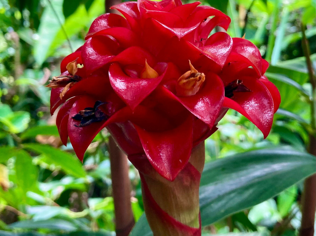 Jardin de Cantamerle-Capesterre-Belle-Eau必去景点