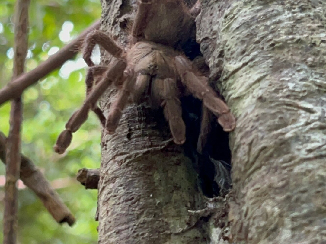 Yunque Ziplining-Luquillo必去景点