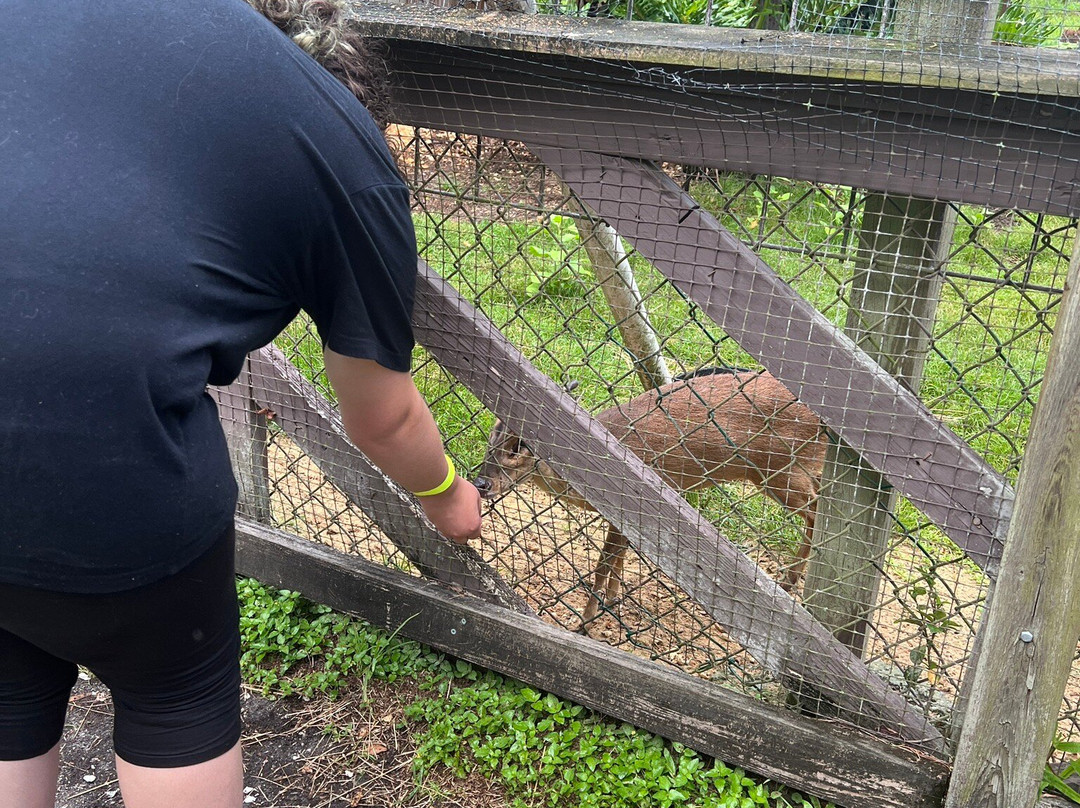 Jungle Adventures A Real Florida Animal Park-Christmas必去景点