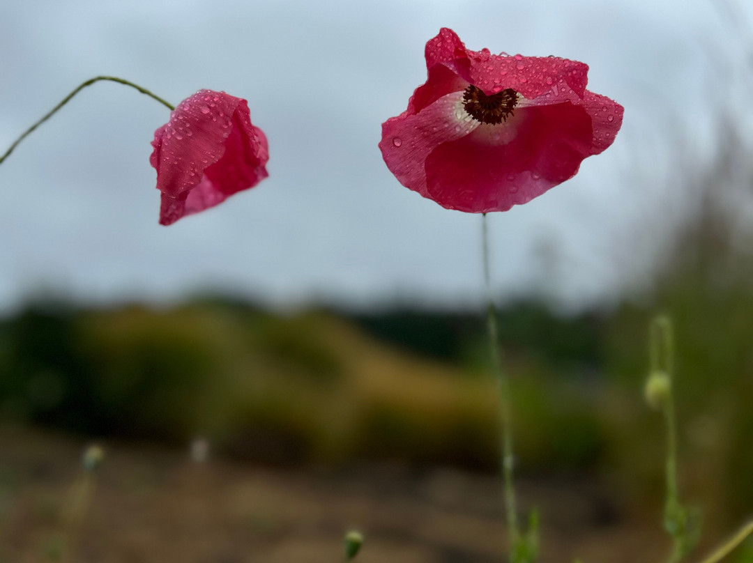 Penner-Ash Wine Cellars-纽伯格必去景点