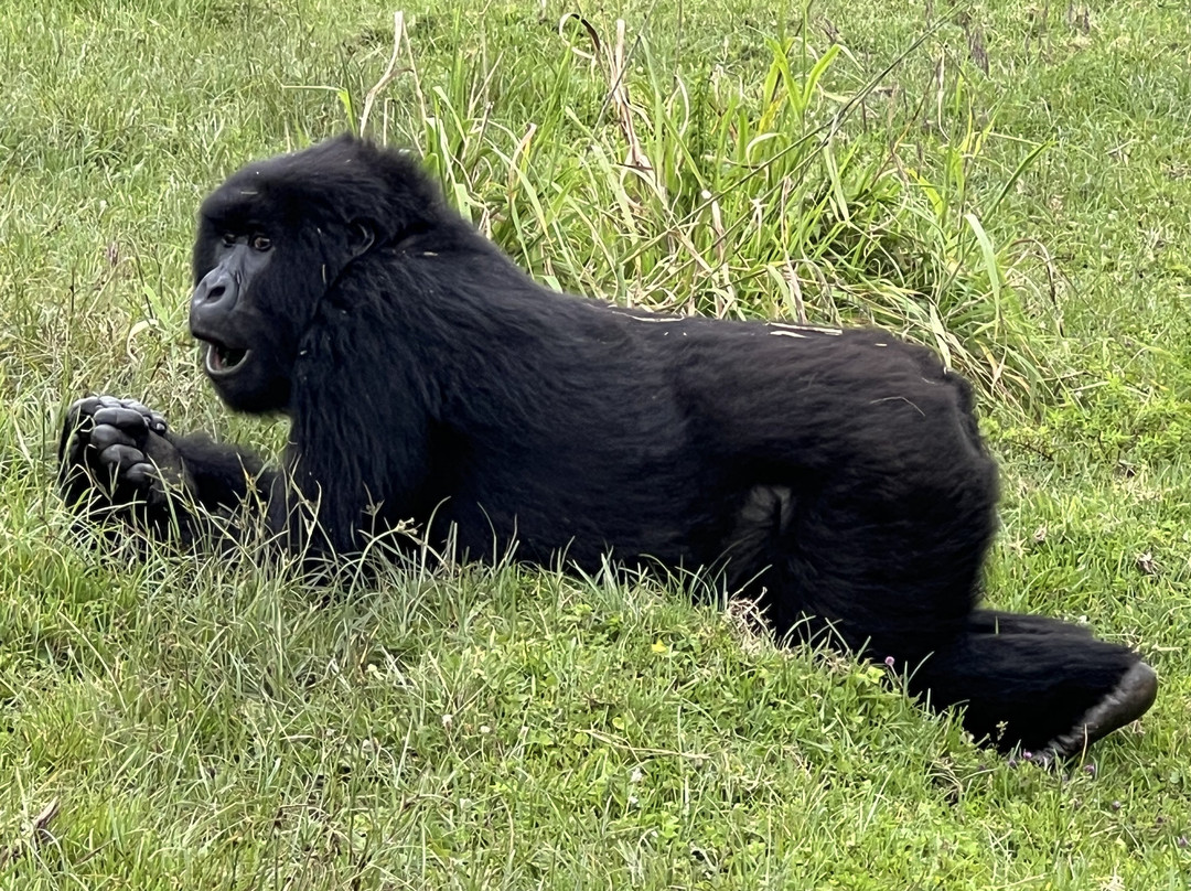 Volcanoes National Park Rwanda-Musanze District必去景点