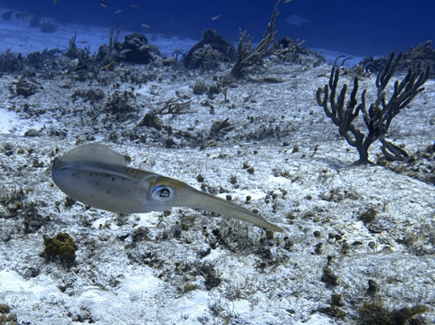 Barefoot Dive Center-考祖梅必去景点