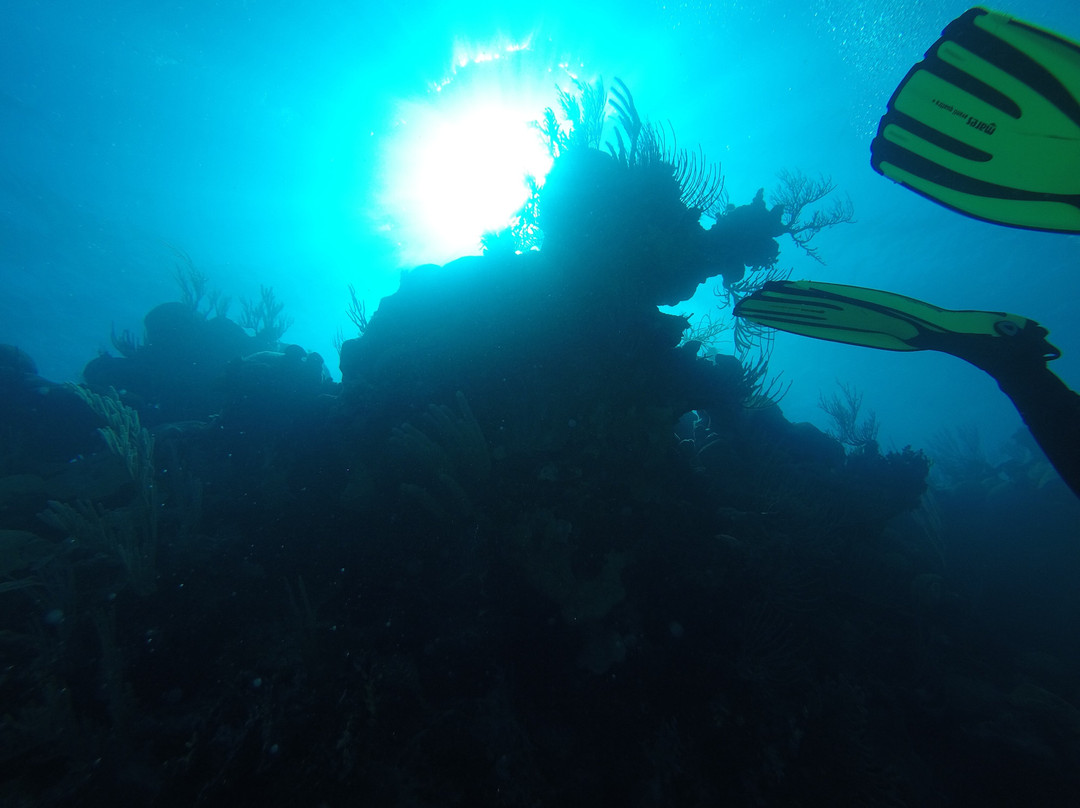 Blue Water Divers & Watersports-Sandys Parish必去景点