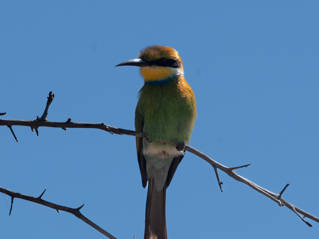 Real Africa Safaris Chobe-卡萨尼必去景点