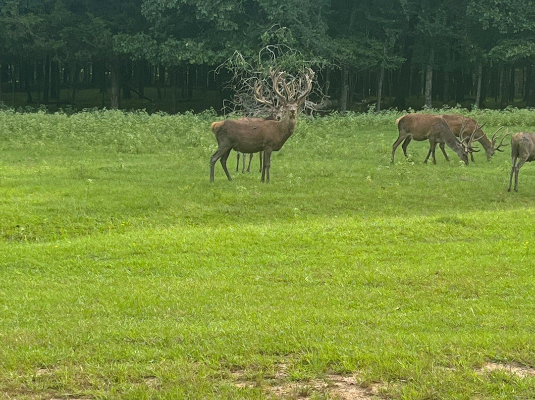 Giraffe Inn And Safari-New Boston必去景点