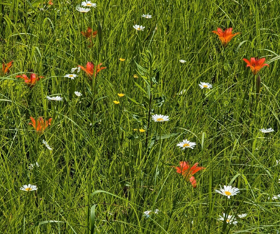 The Ridges Sanctuary-Baileys Harbor必去景点