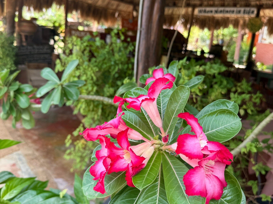 Den Paradera - Dinah's Botanic & Historic Garden-库拉索必去景点