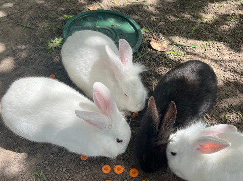 Casa De Vó Restaurante Rural