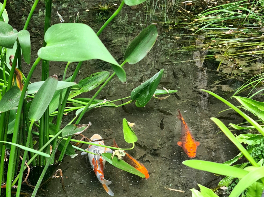 Bambousaie de La Roque-Gageac-La Roque-Gageac必去景点
