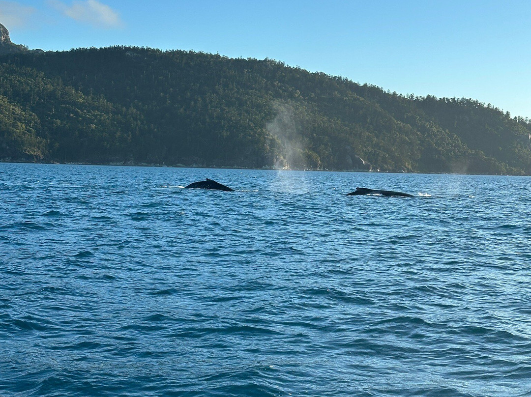 Whitsunday Getaways-艾尔利滩必去景点