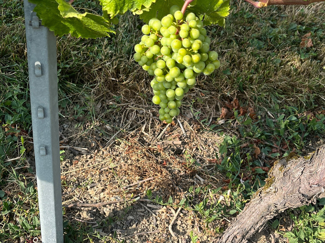 Domaine Les Perrières-Satigny必去景点