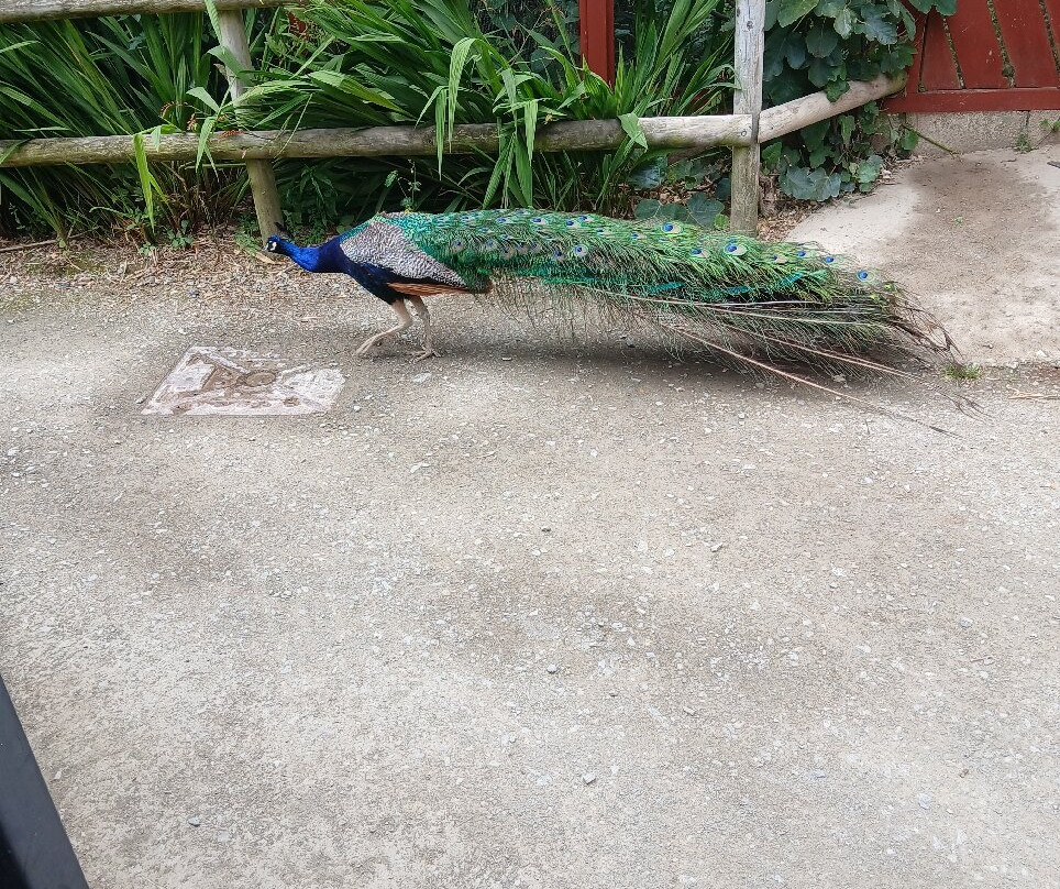 Porfell Wildlife Park & Sanctuary-利斯卡德必去景点