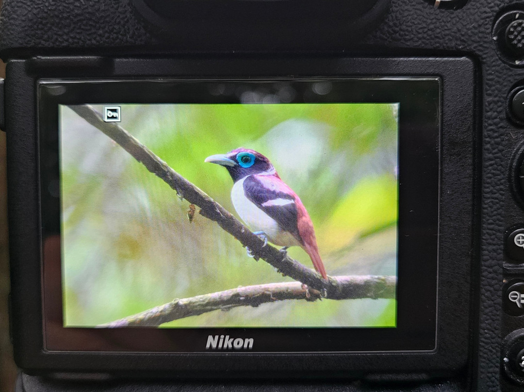 Rajah Sikatuna Protected Landscape-薄荷岛必去景点
