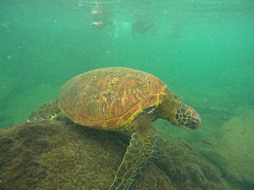 Galapagos Path-阿约拉港必去景点