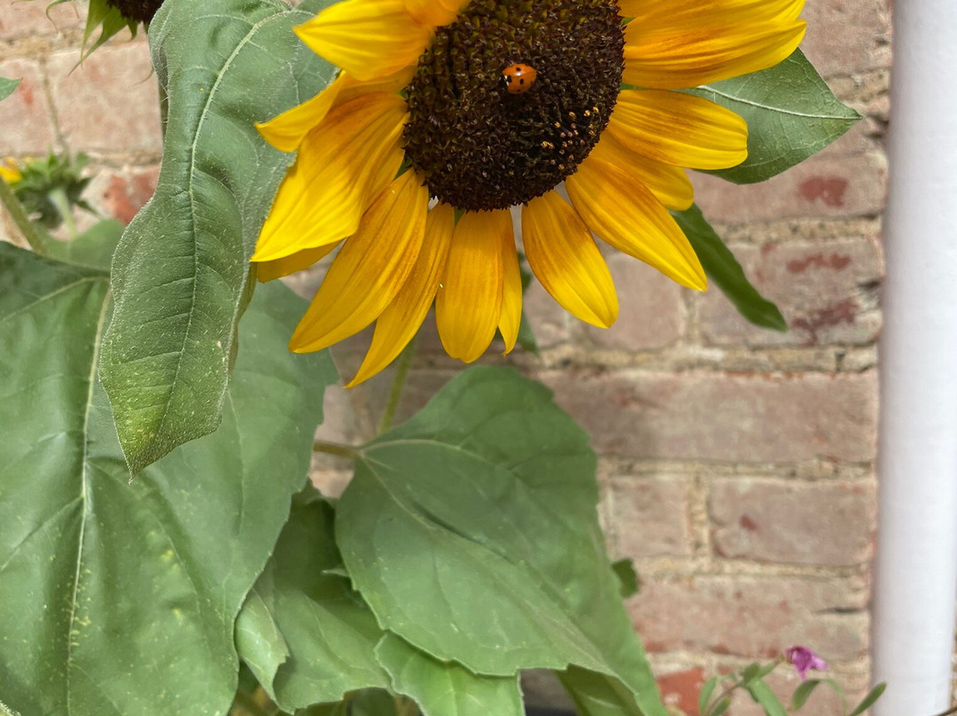 Hatchlands Park NT-吉尔福德必去景点
