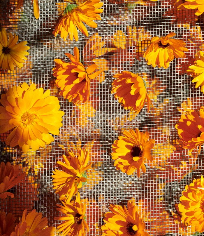 Essences Naturelles Corses-San-Nicolao必去景点