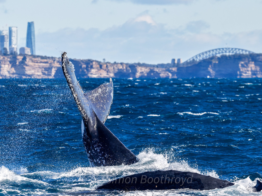Go Whale Watching Sydney-悉尼必去景点