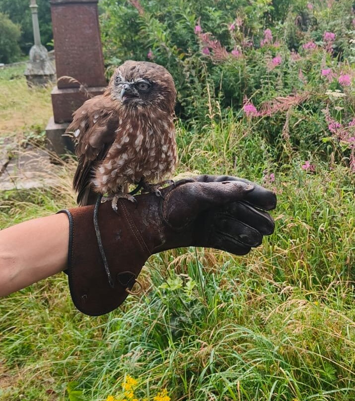 Wings Of Wales-布雷肯比肯斯国家公园必去景点