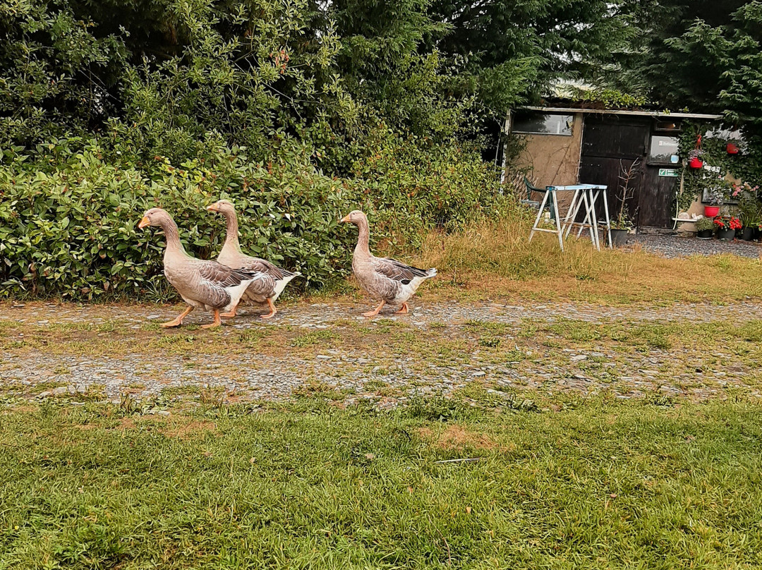 Cwrt Hen Farm