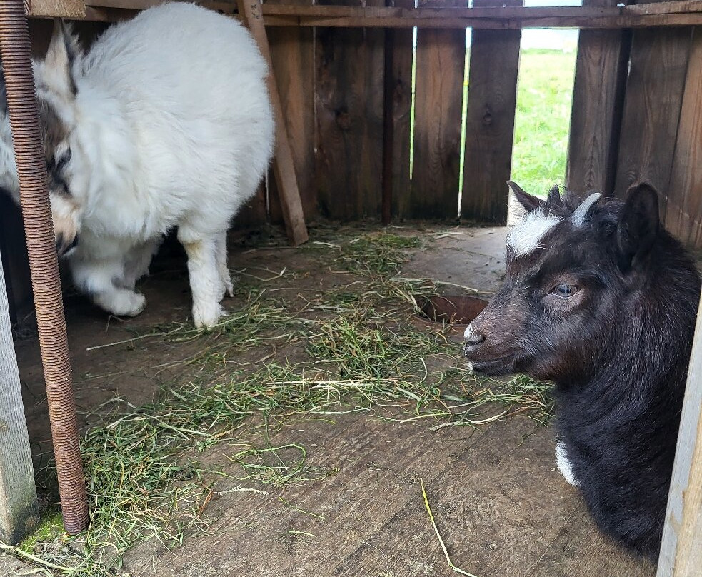 Haafell Goats and Roses-Reykholt必去景点