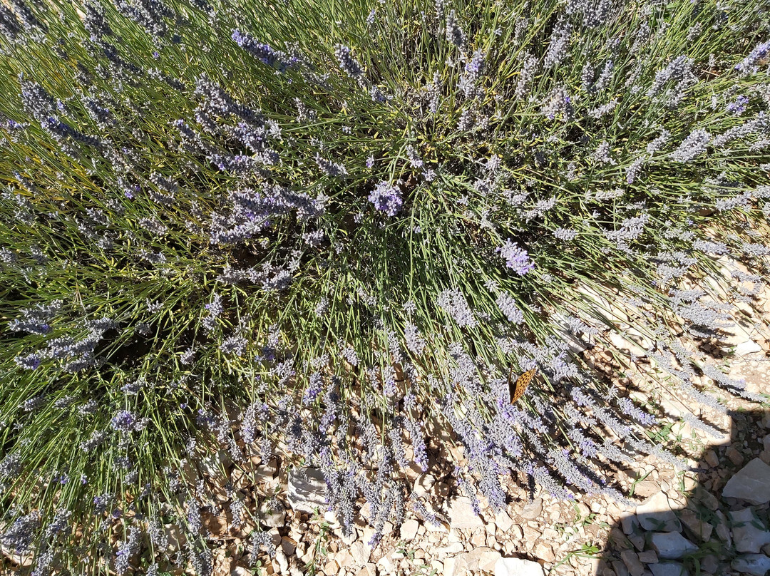 Maison de la Lavande - Domaine Lavandaïs-Saint-Remeze必去景点