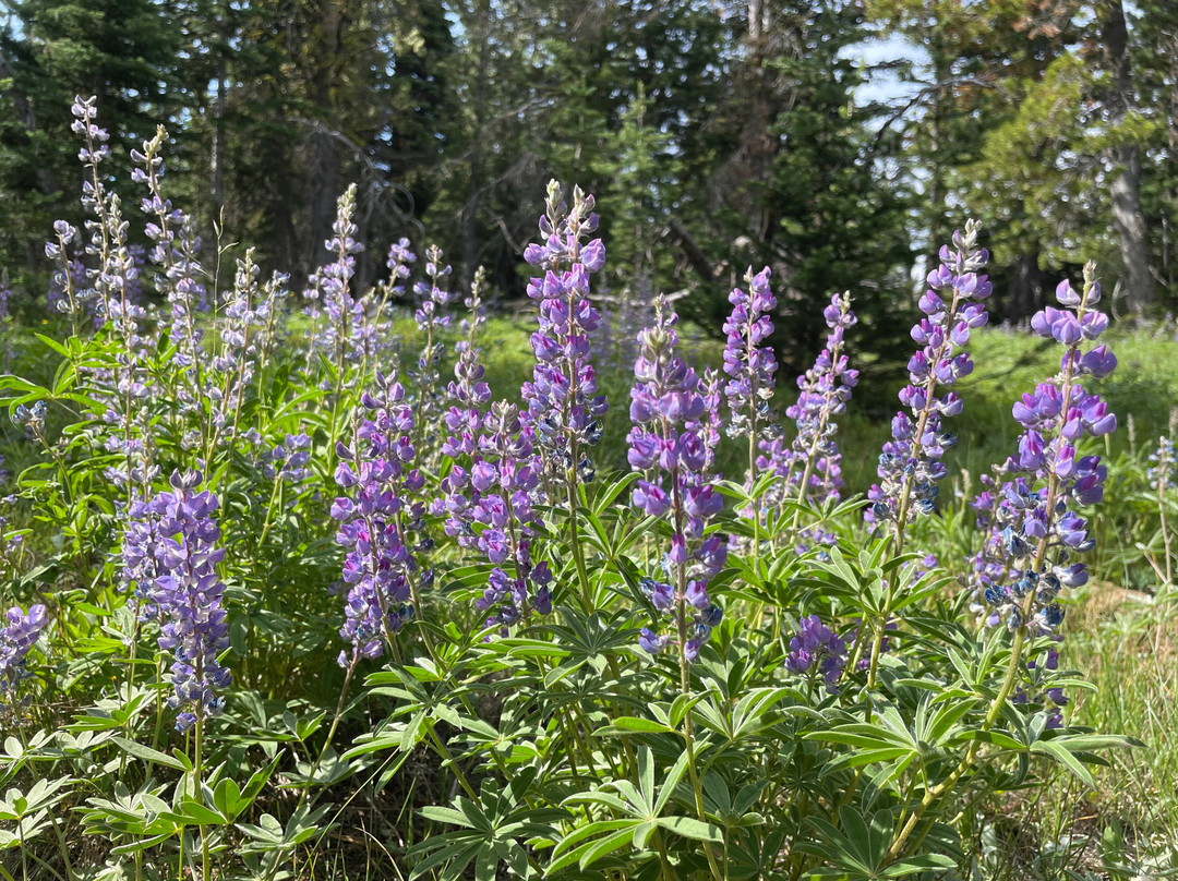 Wallowa Lake Tramway-Joseph必去景点