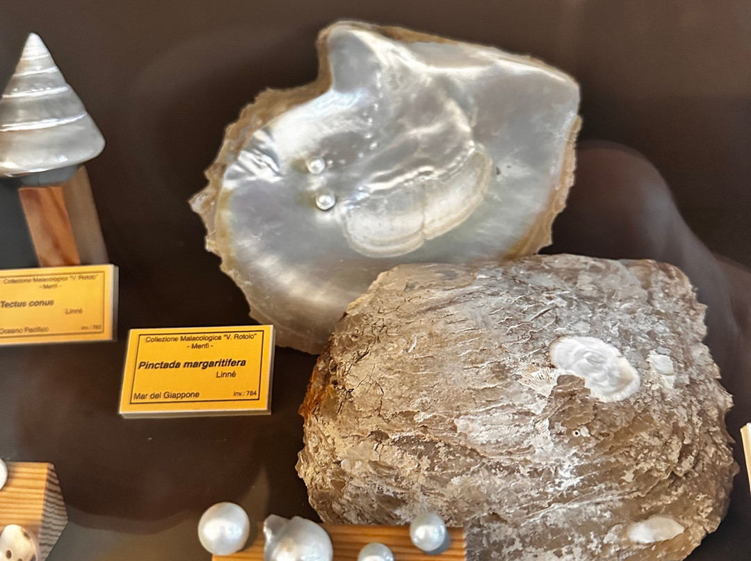 Museo Malacologico-Menfi必去景点
