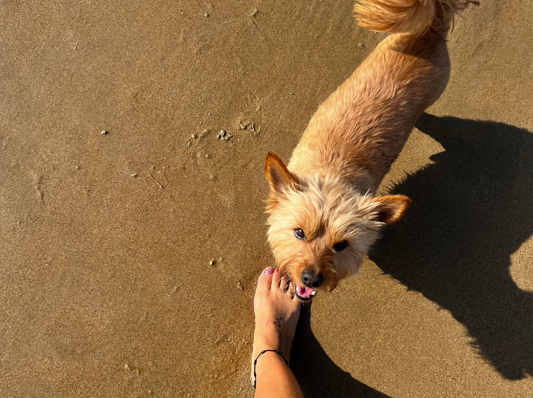 Playa de Oyambre-San Vicente de la Barquera必去景点