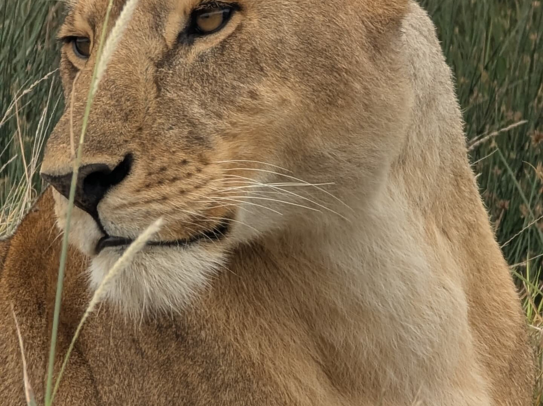 Serengeti National Park-Ikoma必去景点