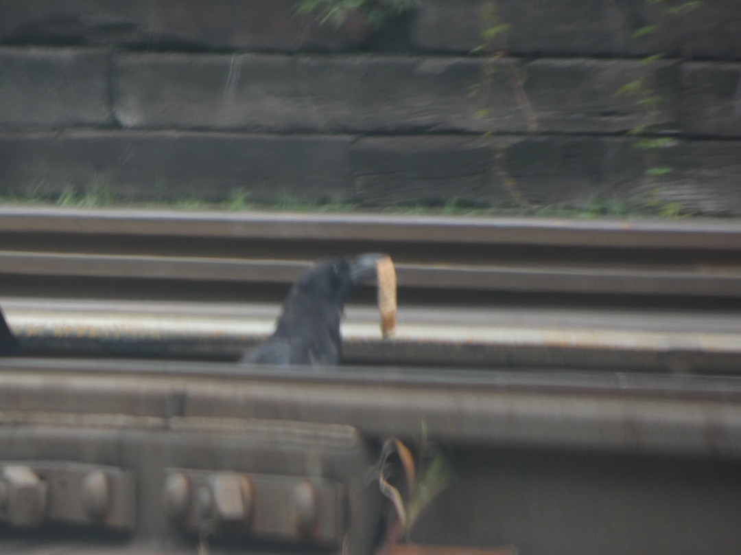 Thurmond Depot Visitor Center-Thurmond必去景点