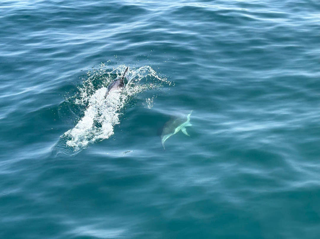 Staffa Tours-Isle of Iona必去景点