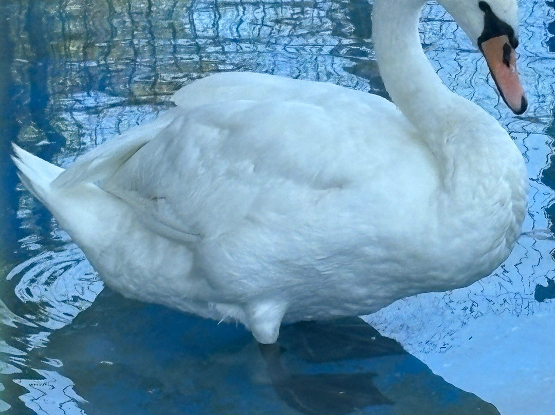 Parcul Nicolae Romanescu-克拉约瓦必去景点