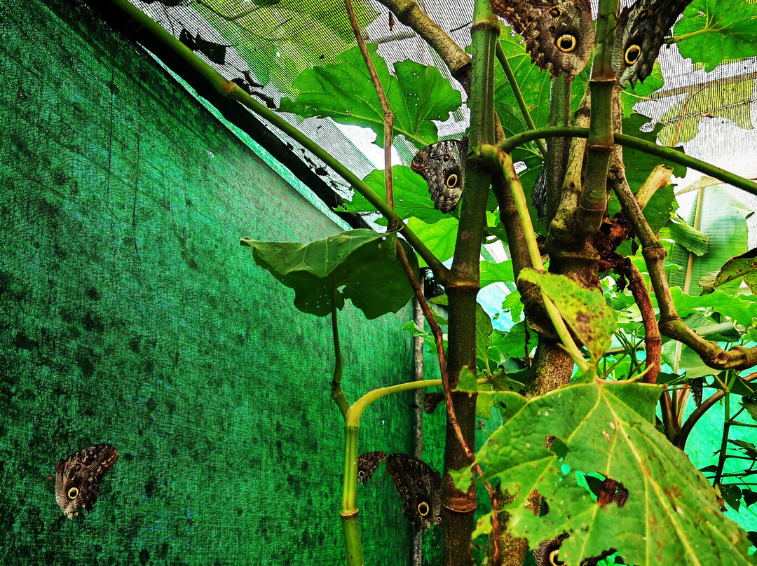 Nathaly Butterfly Garden-明多必去景点