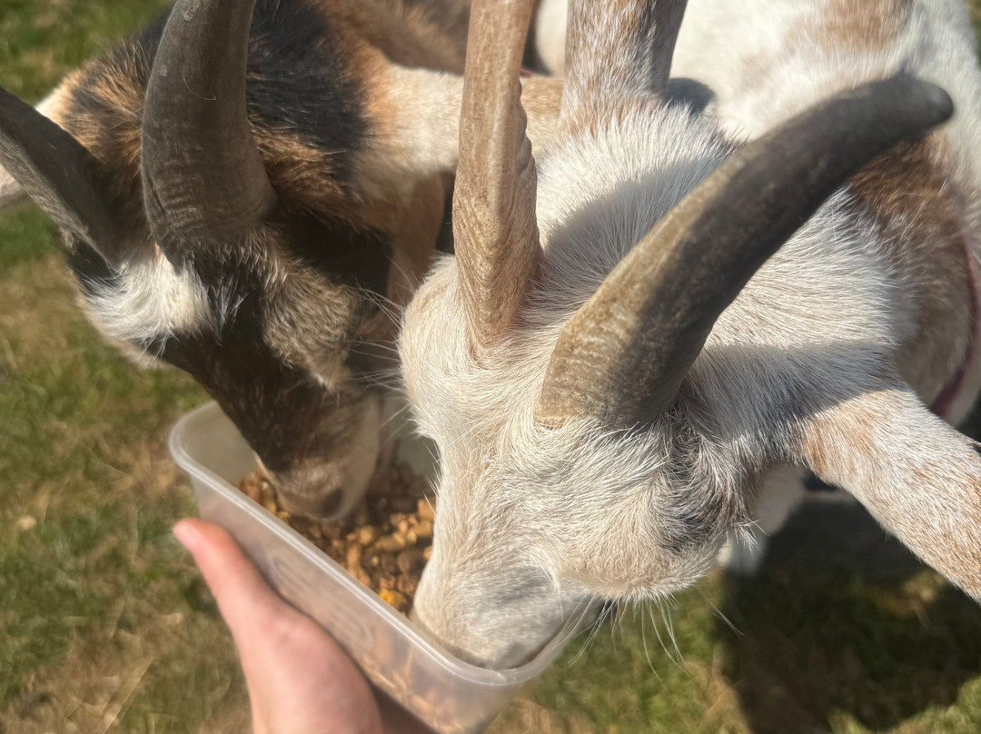 Meadowcroft Farm Alpacas-Bury必去景点