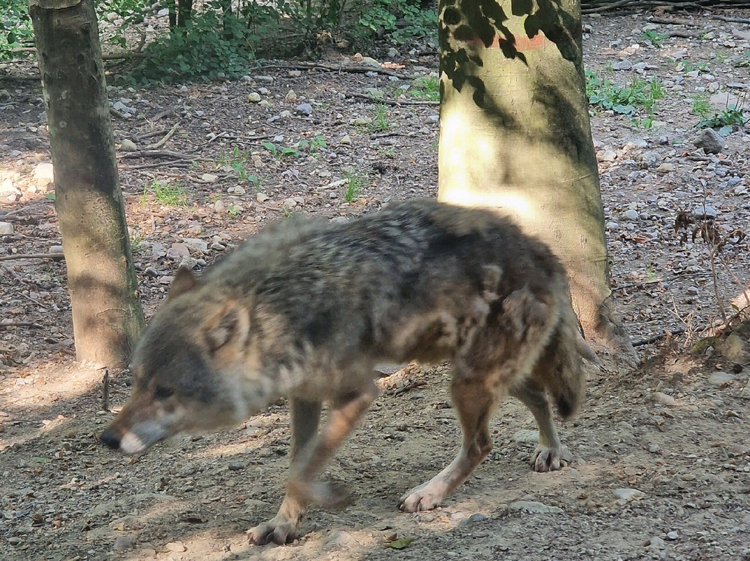 BELPARK- Parco Faunistico di Spormaggiore-Spormaggiore必去景点