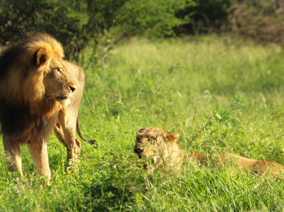 African Safari Guru-开普敦中心区必去景点