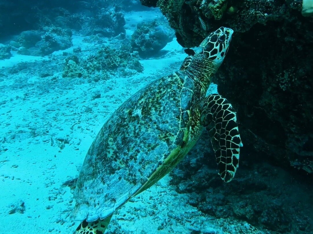 Trawangan Dive Centre-吉利特拉万安必去景点